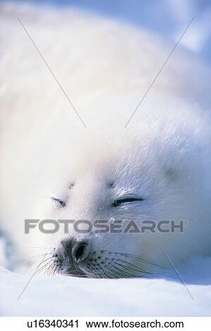 Stock Image - Baby seal sleeping. Fotosearch