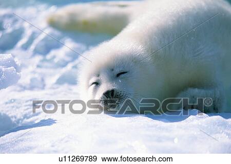 Stock Photo - Baby seal sleeping. Fotosearch