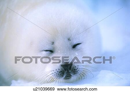 Stock Photo - Baby seal sleeping. Fotosearch