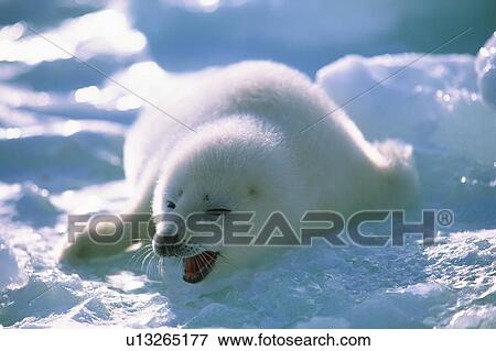 Baby seal yawning View Large Photo Image Stock Photo - Baby seal yawning. Fotosearch