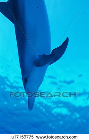 Stock Photography - Close up of a dolphin swimming underwater. Fotosearch