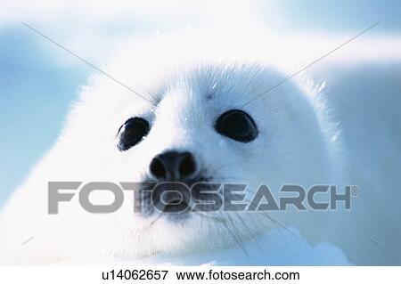 Stock Photo - Close up of baby seal. Fotosearch
