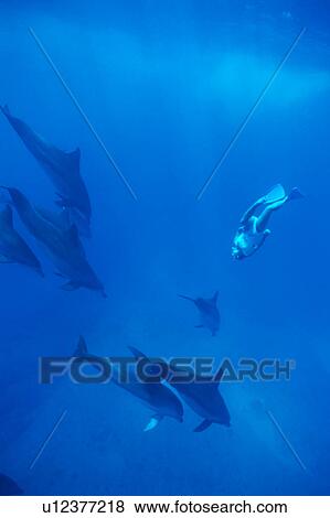 Stock Photo - Dolphins and a diver underwater. Fotosearch