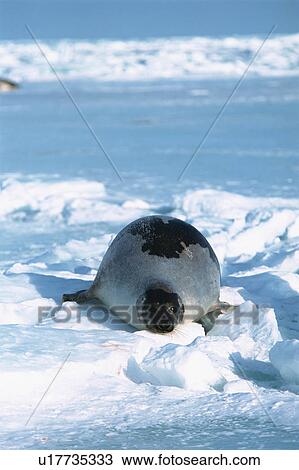 Harp seal lying on ice View Large Photo Image Stock Image - Harp seal lying on ice. Fotosearch