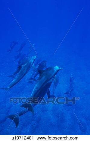 Stock Image - Large group of dolphins swimming underwater. Fotosearch
