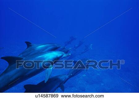 Large group of dolphins swimming underwater View Large Photo Image Stock Photo - Large group of dolphins swimming underwater. Fotosearch