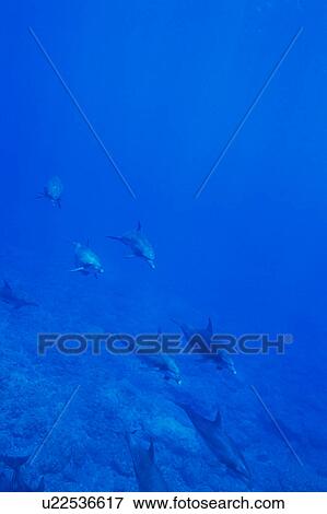 Stock Photo - Large group of dolphins swimming underwater. Fotosearch