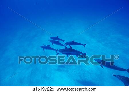 Large group of dolphins swimming underwater View Large Photo Image Stock Photography - Large group of dolphins swimming underwater. Fotosearch