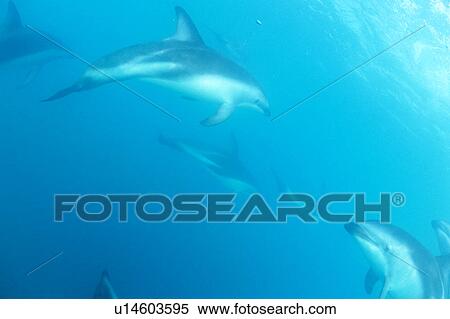 Medium group of dolphins swimming underwater View Large Photo Image Stock Photography - Medium group of dolphins swimming underwater. Fotosearch