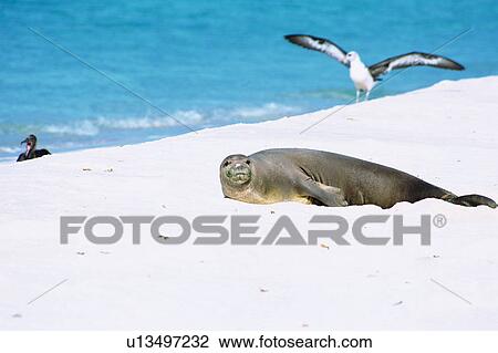 Sea lion and sea gull View Large Photo Image Stock Image - Sea lion and sea gull. Fotosearch