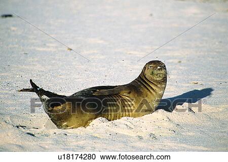 Sea lion at beach View Large Photo Image Stock Image - Sea lion at beach. Fotosearch