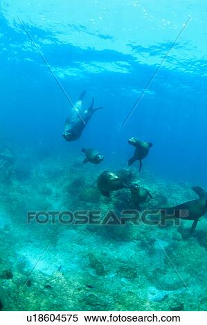 Stock Photography - Sea Lion, California Sea Lion, Mexico. Fotosearch