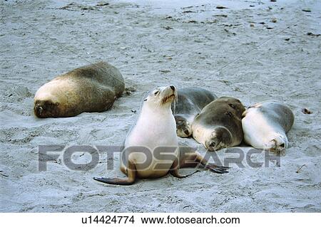 Sea lion resting at beach View Large Photo Image Picture - Sea lion resting at beach. Fotosearch