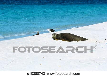 Stock Image - Sea Lion. Fotosearch