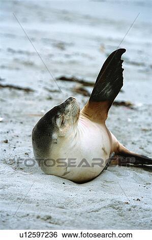 Stock Photograph - Sea lion waving fin at beach. Fotosearch