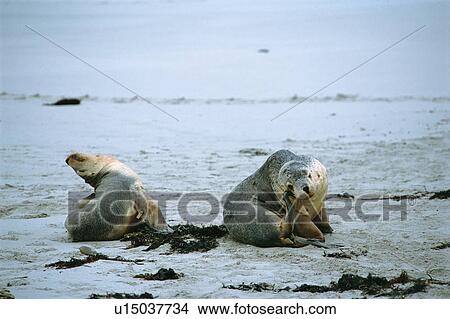 Picture - Sea lions scratching. Fotosearch