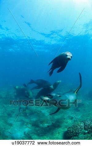 Sea lions underwater View Large Photo Image Stock Image - Sea lions underwater. Fotosearch
