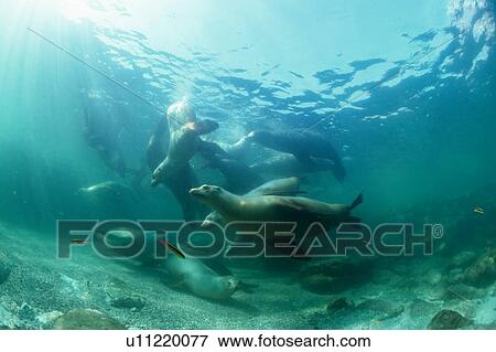 Sea lions underwater View Large Photo Image Stock Photo - Sea lions underwater. Fotosearch