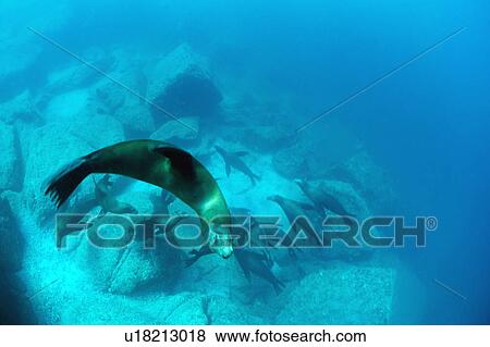 Stock Photo - Sea lions underwater. Fotosearch