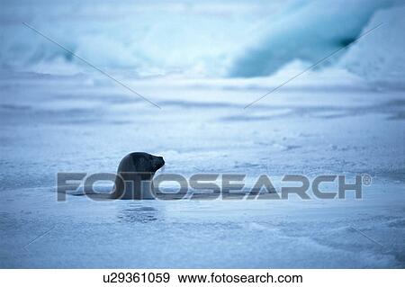 Stock Photo - Seal's head out of ice. Fotosearch