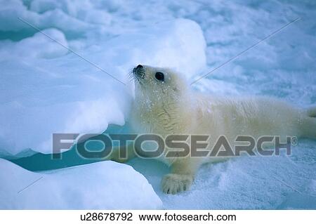 Stock Image - Side view of a seal lying on a snowy land. Fotosearch