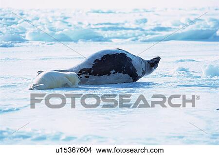 Picture - Side view of two seal crawling on a snowy land. Fotosearch