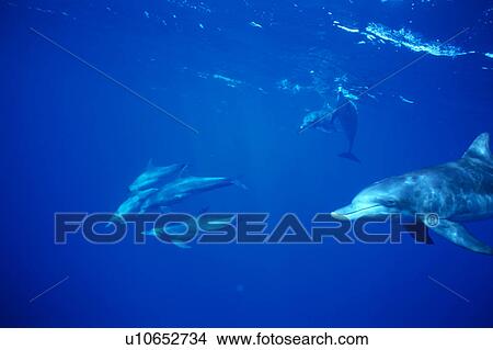 Picture - Small group of dolphins swimming underwater. Fotosearch