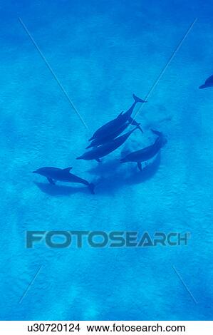 Small group of dolphins swimming underwater View Large Photo Image Picture - Small group of dolphins swimming underwater. Fotosearch