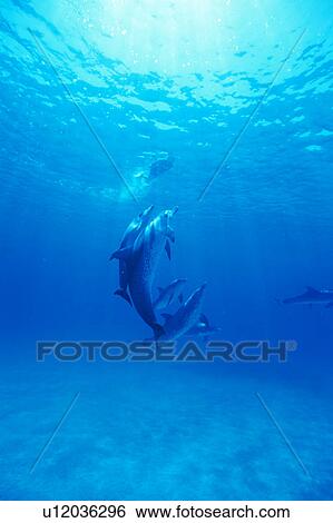 Small group of dolphins swimming underwater View Large Photo Image Stock Photograph - Small group of dolphins swimming underwater. Fotosearch