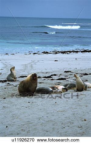 Stock Image - Small group of sea lions at the seashore, Australia. Fotosearch