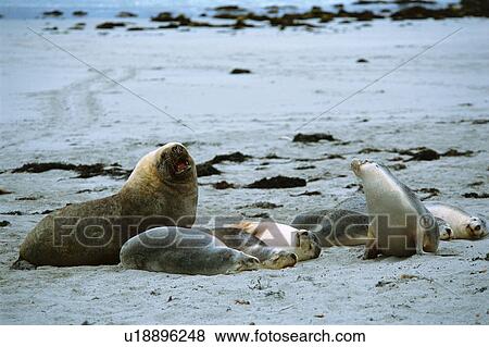 Stock Photo - Small group of sea lions at the seashore, Australia. Fotosearch