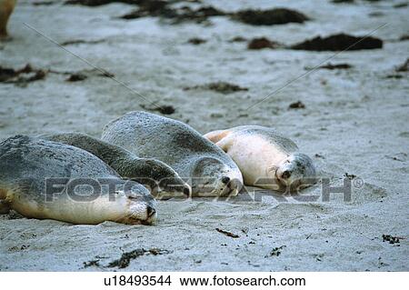 Picture - Small group of sea lions sleeping at seashore, Australia. Fotosearch