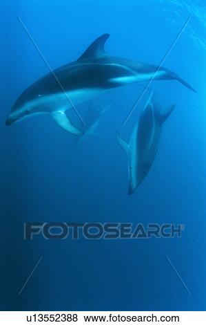 Three dolphins swimming underwater View Large Photo Image Stock Photo - Three dolphins swimming underwater. Fotosearch