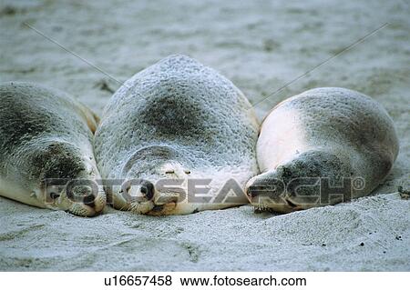 Stock Photo - Three sea lions sleeping at beach. Fotosearch