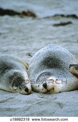 Three sea lions sleeping at beach View Large Photo Image Stock Photo - Three sea lions sleeping at beach. Fotosearch
