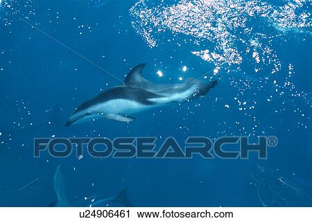 Stock Image - Top view of dolphins swimming in the ocean. Fotosearch