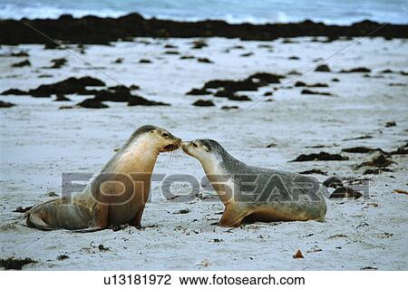 Two sea lions at seashore, Australia View Large Photo Image Stock Image - Two sea lions at seashore, Australia. Fotosearch