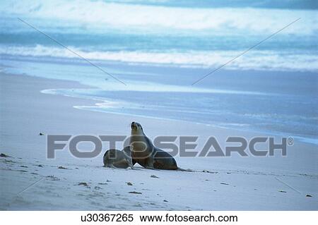 Two sea lions at the seashore, Australia View Large Photo Image Stock Photography - Two sea lions at the seashore, Australia. Fotosearch