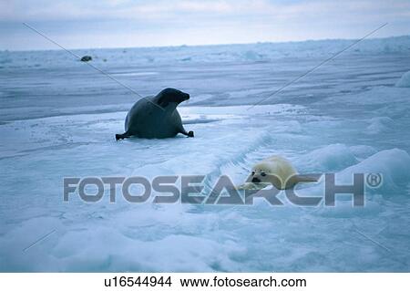 Two seals lying on a snowy land View Large Photo Image Picture - Two seals lying on a snowy land. Fotosearch