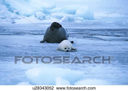 Two seals lying on a snowy land View Large Photo Image Stock Image - Two seals lying on a snowy land. Fotosearch
