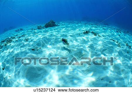 Picture - A blackbar triggerfish swimming in Okinawa, Japan. Fotosearch