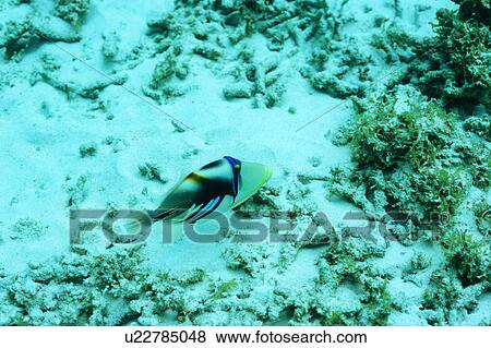 A blackbar triggerfish swimming in Okinawa, Japan View Large Photo Image Stock Photo - A blackbar triggerfish swimming in Okinawa, Japan. Fotosearch