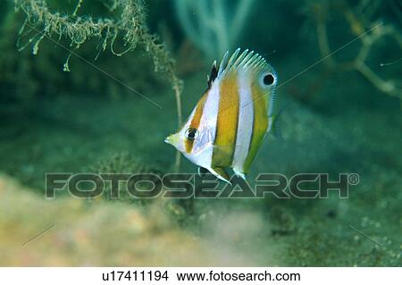 A gold barred butterfly fish, Shizuoka, Japan View Large Photo Image Picture - A gold barred butterfly fish, Shizuoka, Japan. Fotosearch