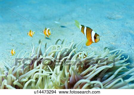 Anemone fishes, Okinawa, Japan View Large Photo Image Picture - Anemone fishes, Okinawa, Japan. Fotosearch