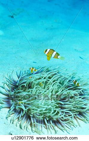 Stock Photograph - Anemone fishes, Okinawa, Japan. Fotosearch