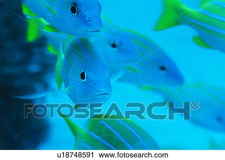 Blue lined snapper, close up, Okinawa, Japan View Large Photo Image Stock Image - Blue lined snapper, close up, Okinawa, Japan. Fotosearch