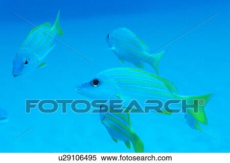 Stock Photography - Blue lined snapper in Okinawa, Japan. Fotosearch