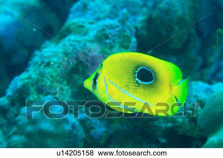 Stock Photo - Close up of a bennets butterfly fish, Okinawa, Japan. Fotosearch