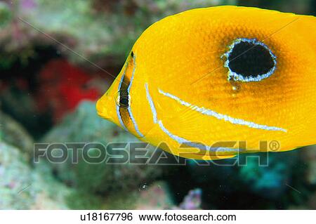 Stock Photograph - Close up of a bennets butterfly fish. Fotosearch