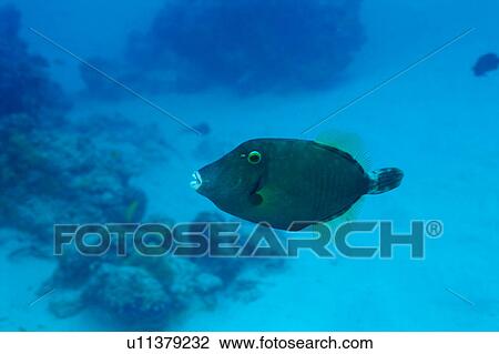 Stock Image - Close up of a black scraper, Okinawa, Japan. Fotosearch